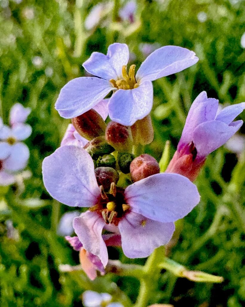 Beautiful Flowers
