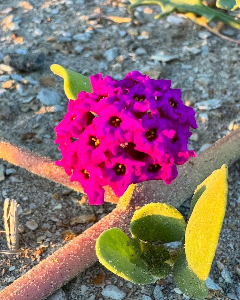Purple Flower