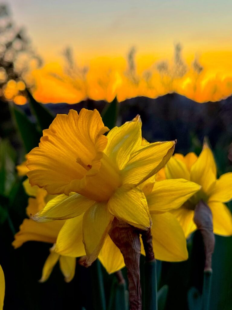 Golden Flower and Sun