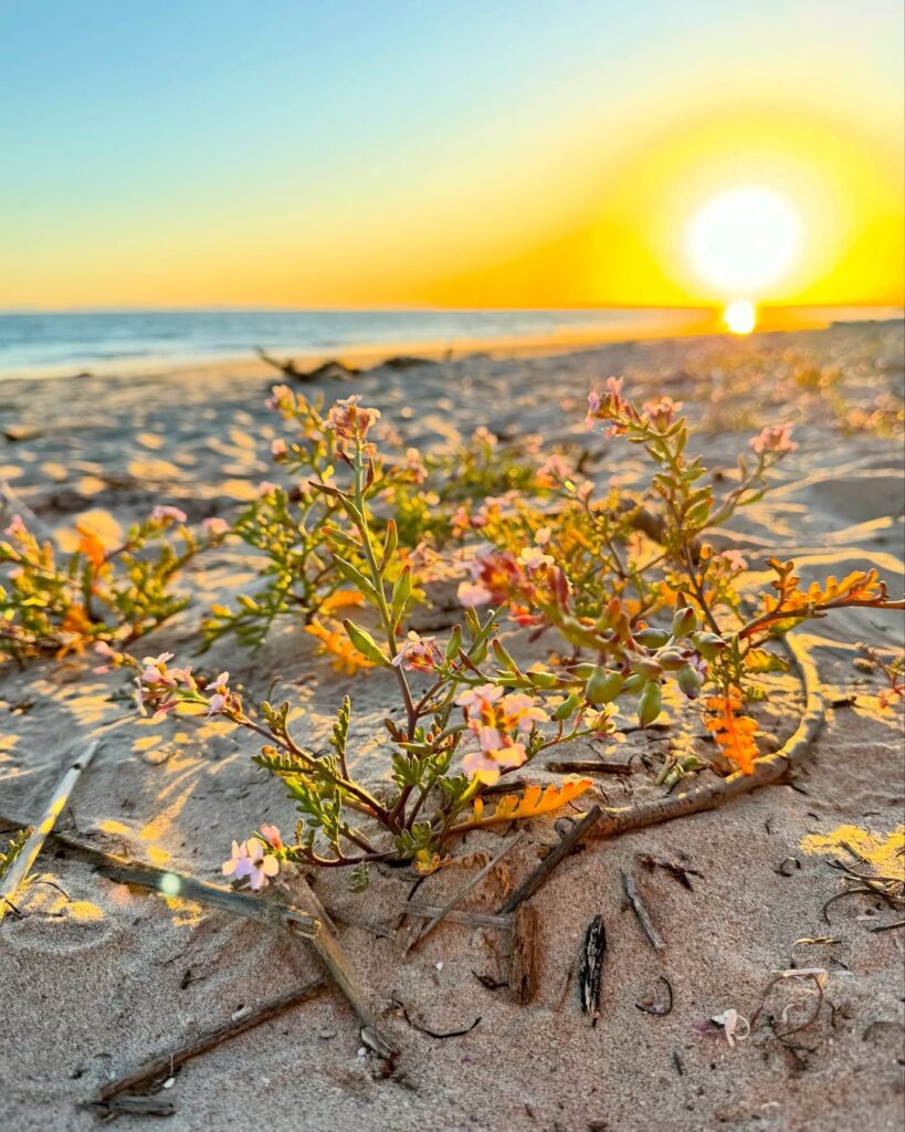 Golden Horizon