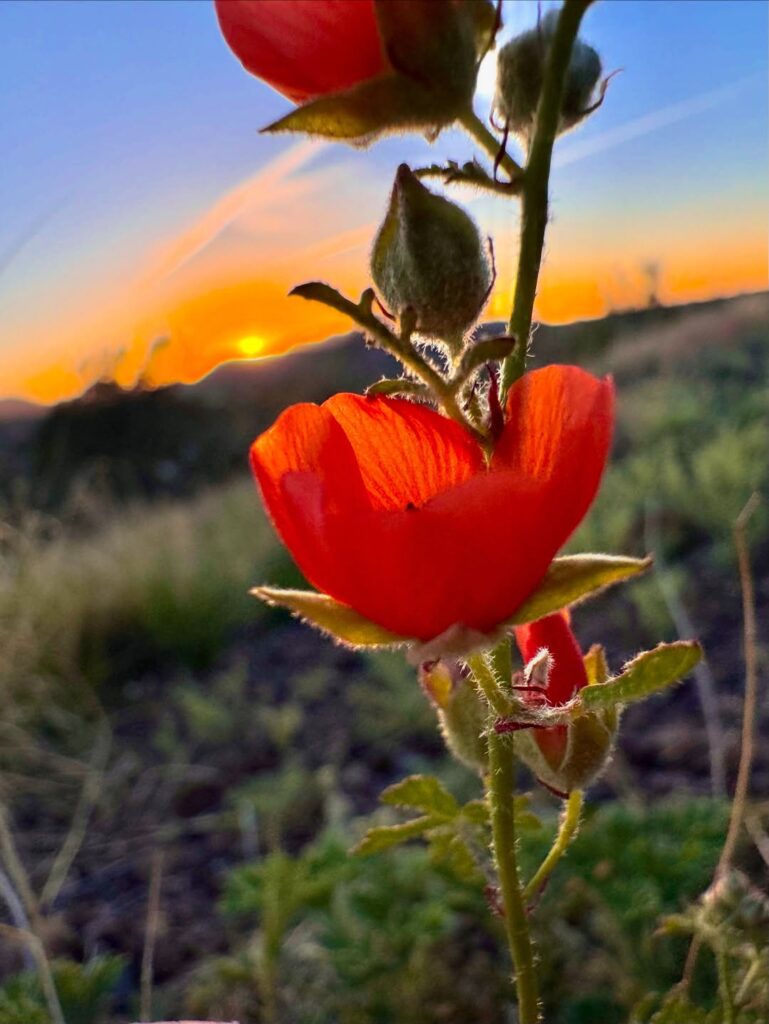 Red Flower and Sun