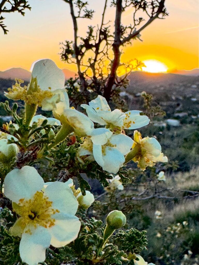 Beautiful White Flowers