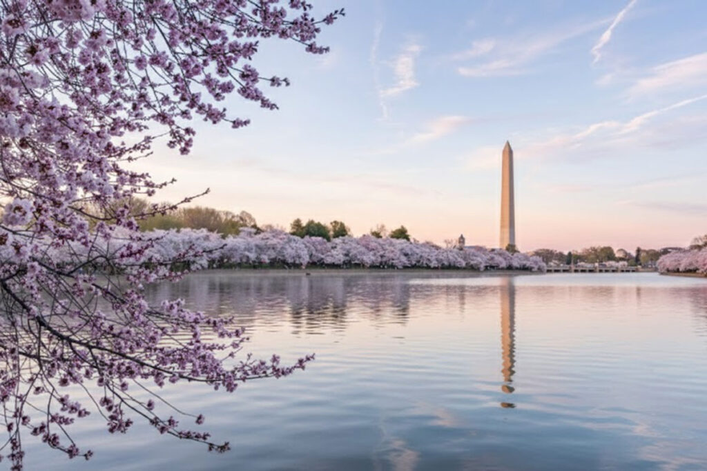 National Cherry Blossom Festival - Washington, D.C.