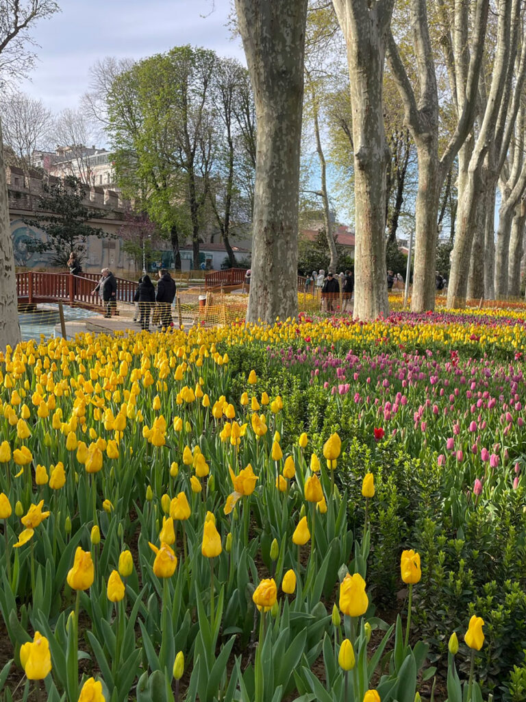 Istanbul Tulips