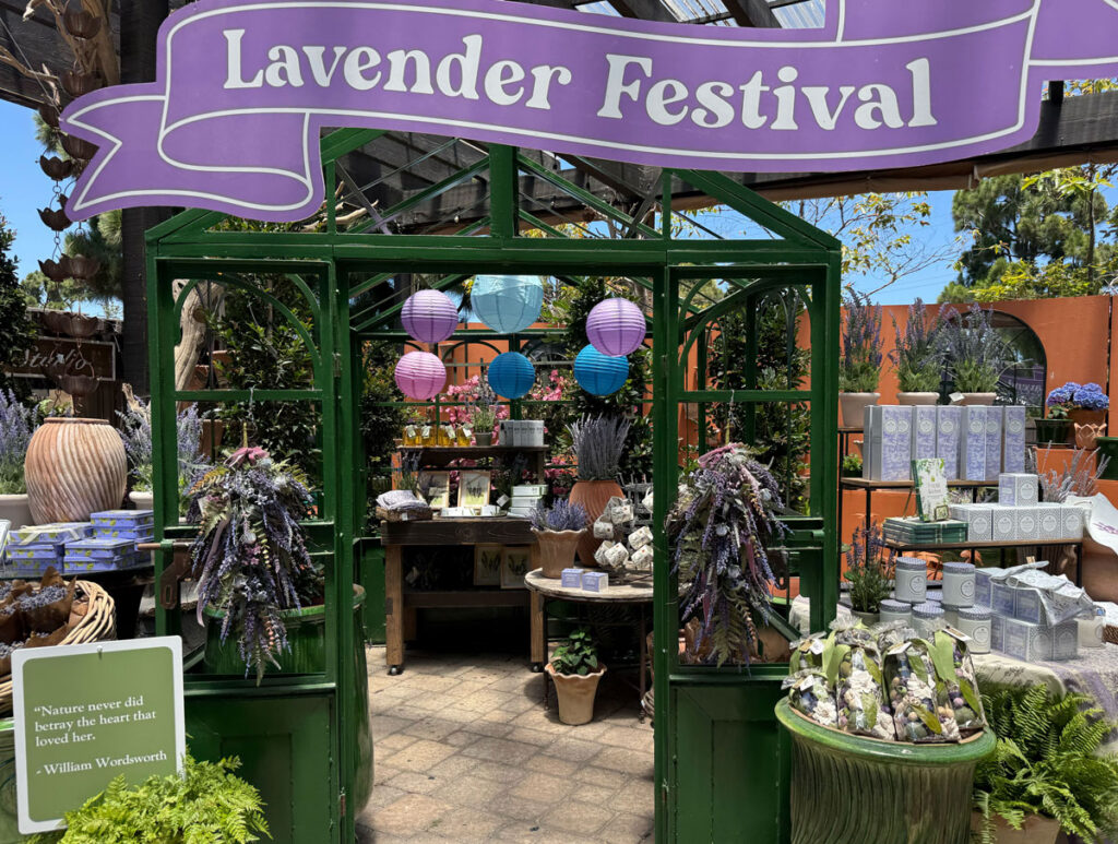 Lavender Festival at Roger’s Gardens