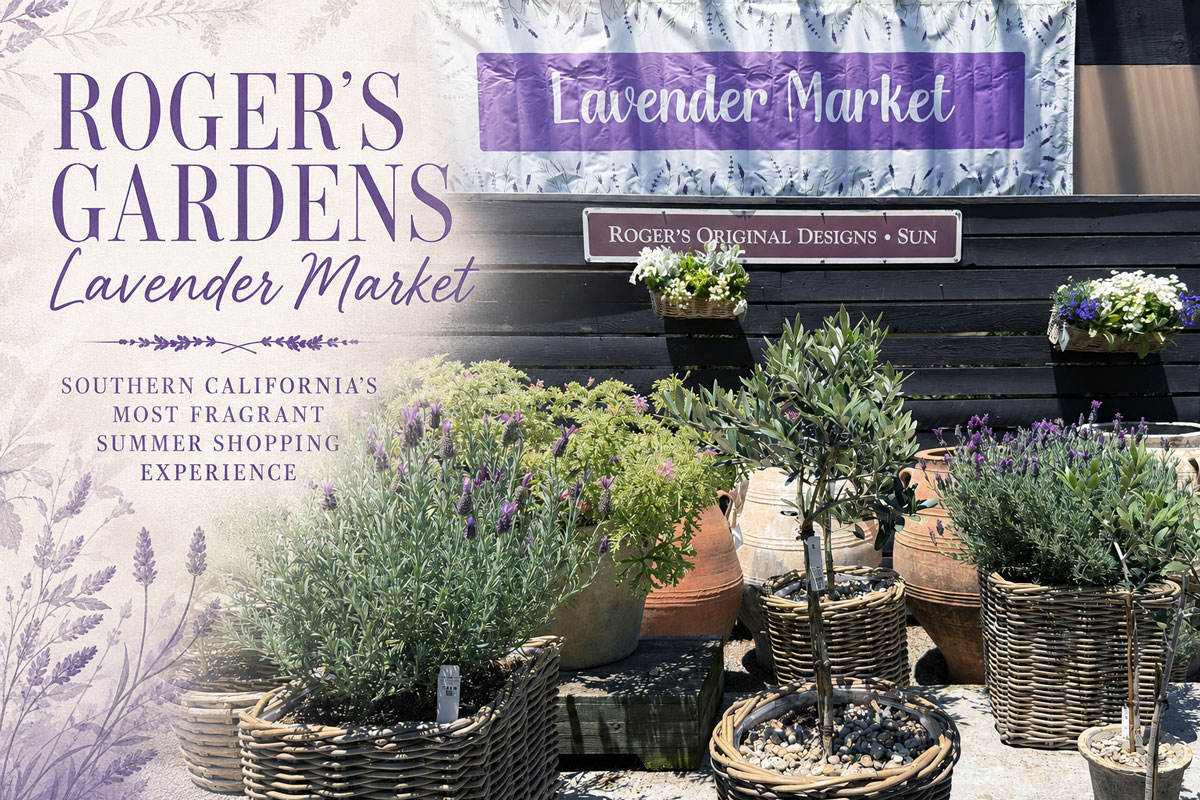 Roger’s Gardens Lavender Market: Southern California’s Most Fragrant Summer Shopping Experience