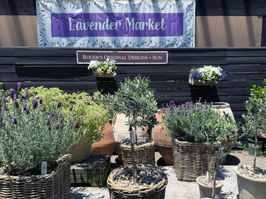 Lavender Plants
