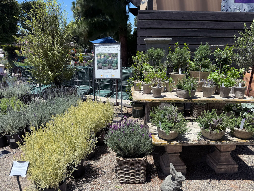 Lavender Plants for Pollinator Gardens 