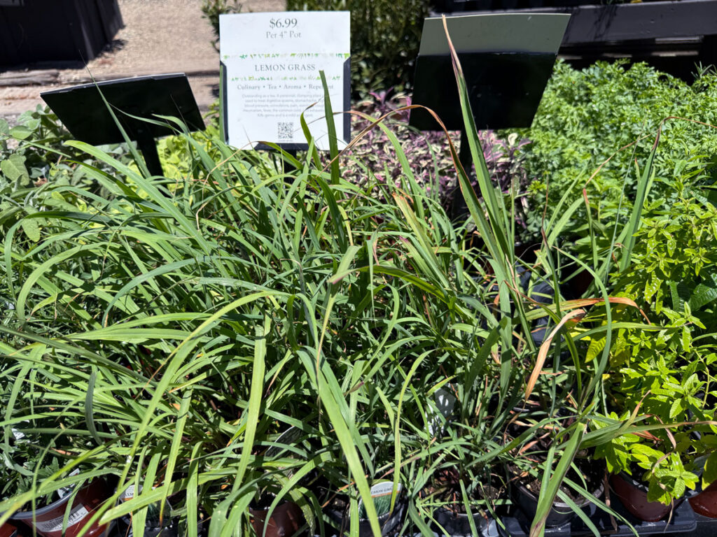 Lemon Grass