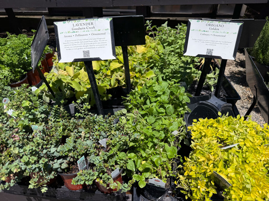 Mediterranean Garden Plants