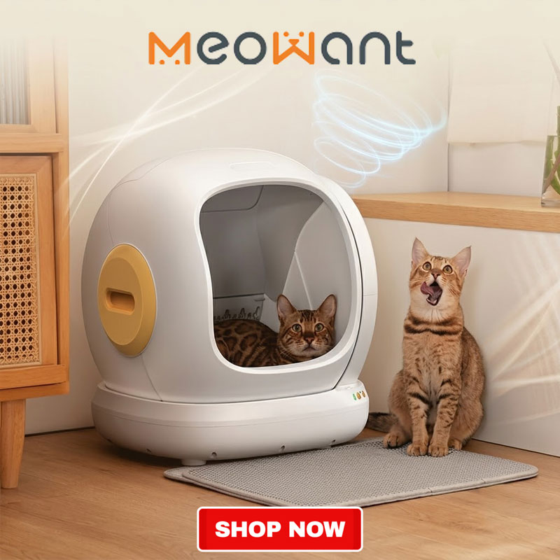 Meowant Promotion