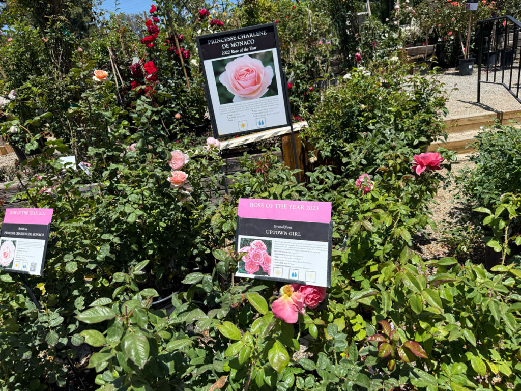 Roses at Roger's Gardens