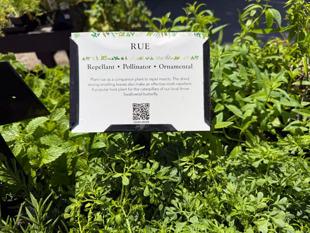 Rue Plant for Pollinator Garden