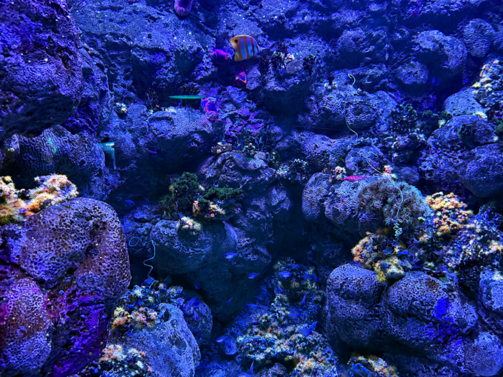 The centerpiece reef habitat inside the Ocean Pavilio