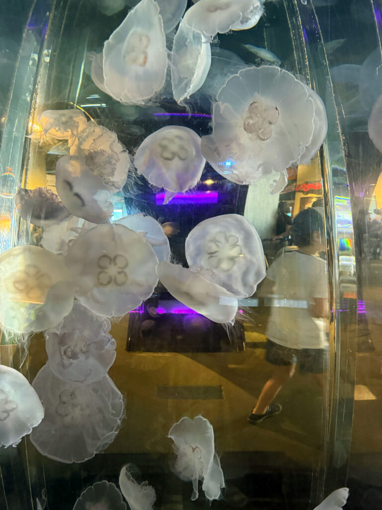The Jellyfish Tunnel