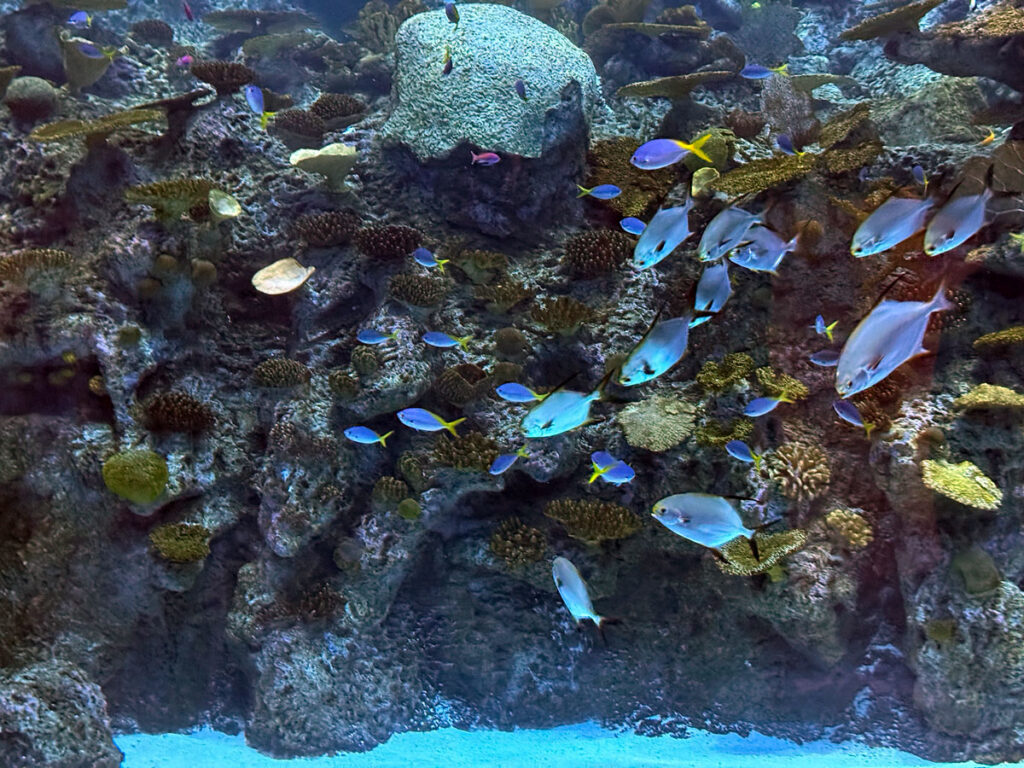 Tropical Reef Tank