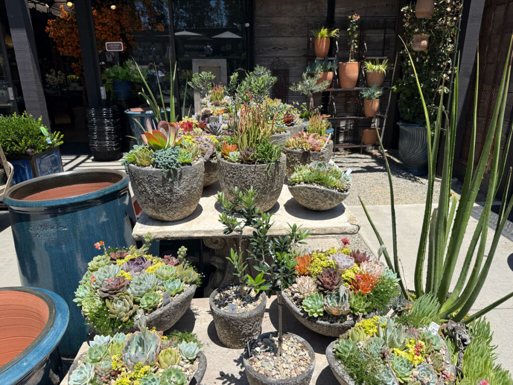 Water-Wise Landscaping Plants
