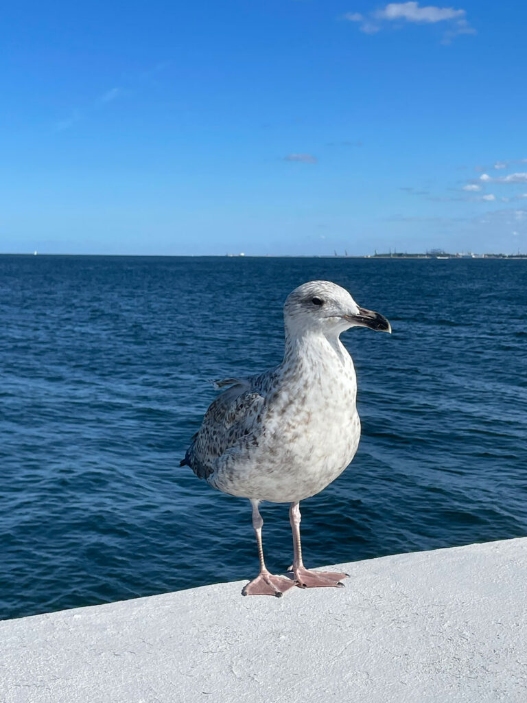 A quiet moment at the edge of the breakwater, away from the pier crowds.