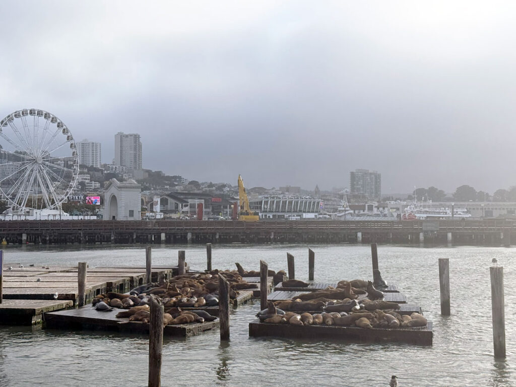 Pier 39's sea lions
