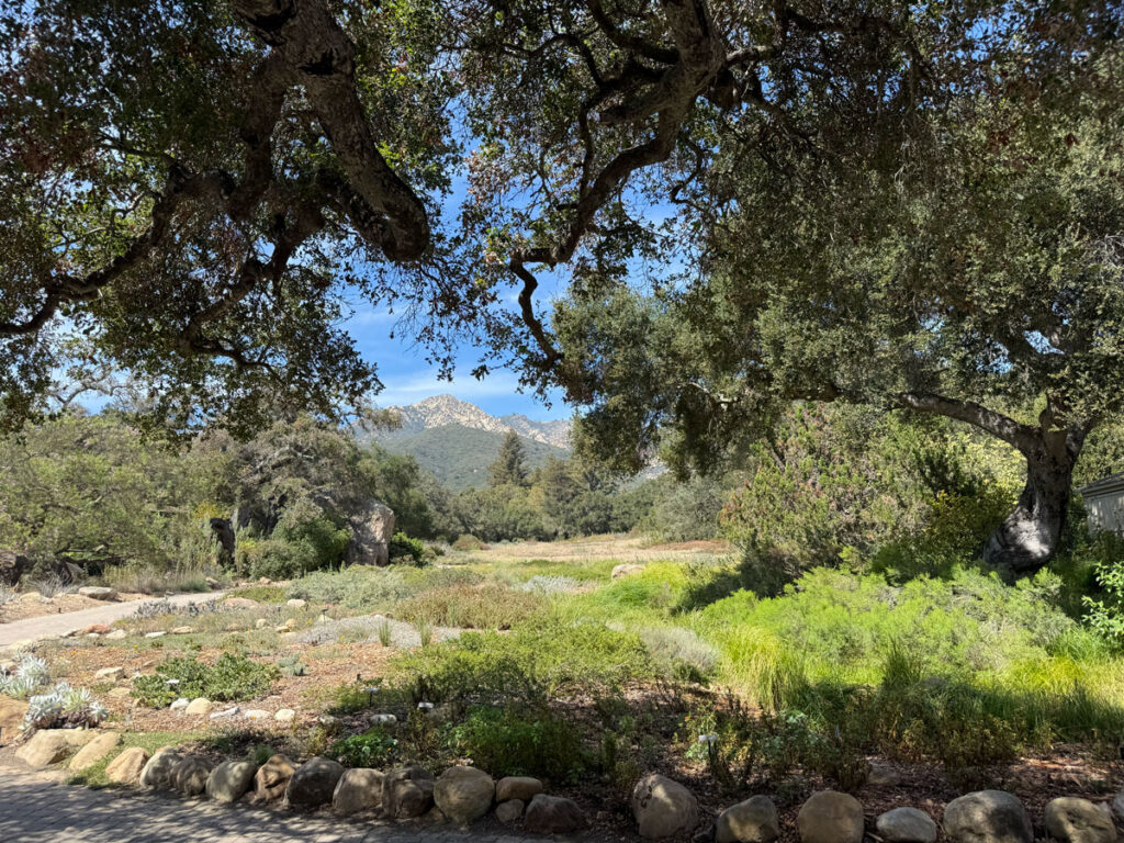 The Botanic Garden's native meadow