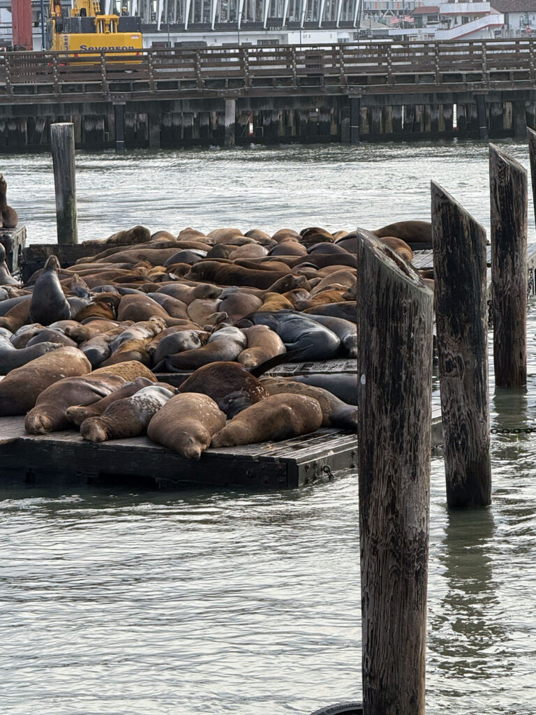 K-Dock at capacity: dozens of sea lions packed onto the floating platform.