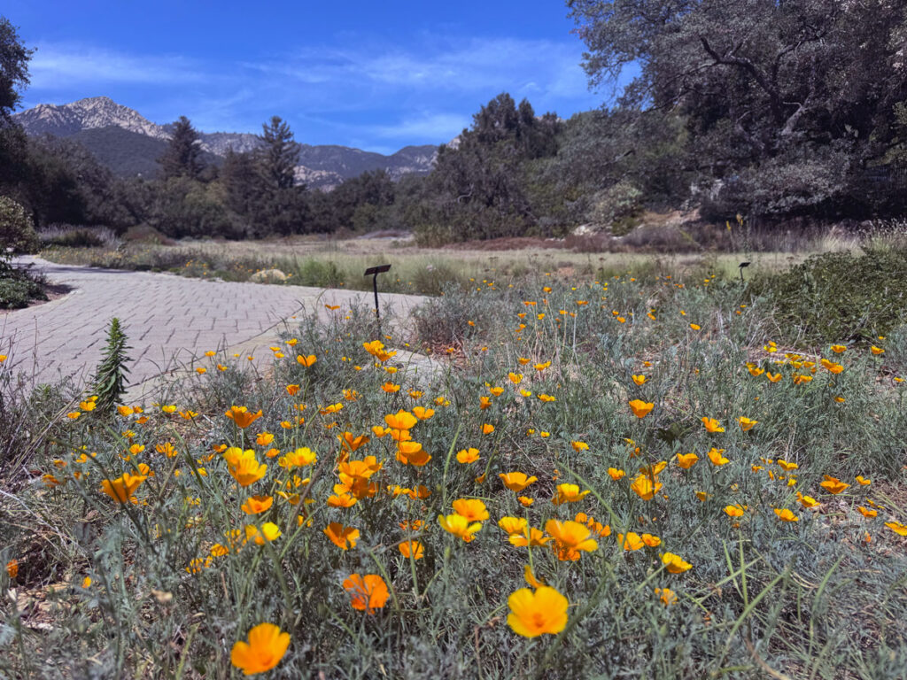 California poppies in bloom