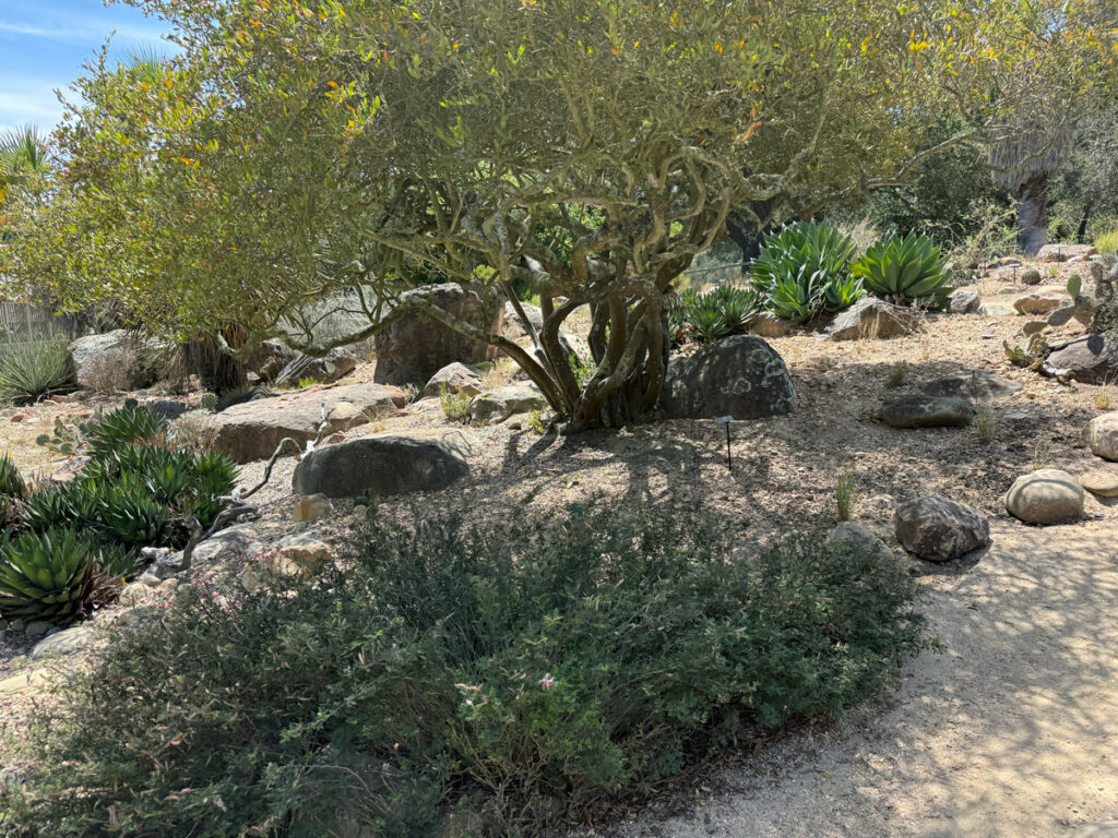 The Desert Garden section
