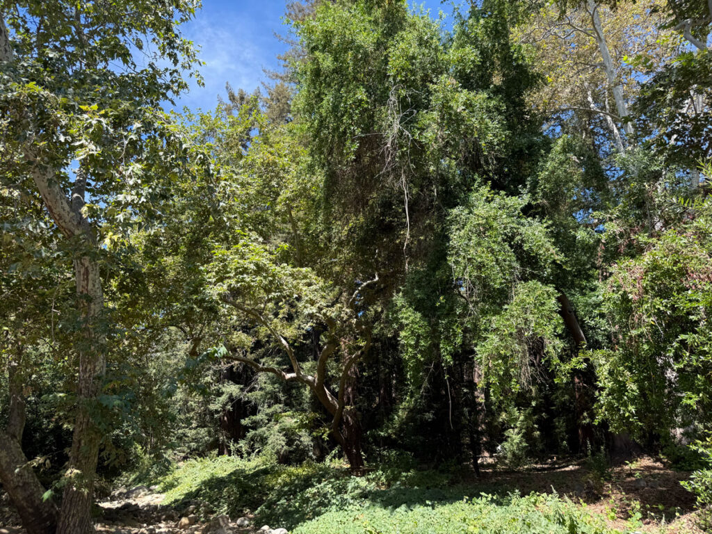 Garden's canyon section