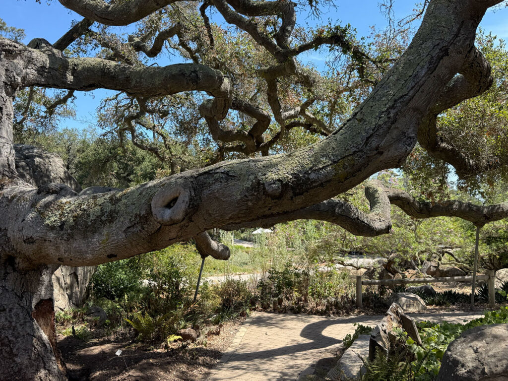 Old Oak