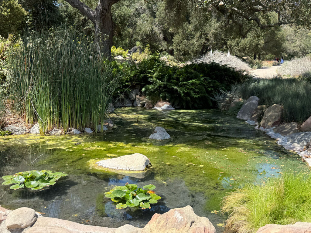 The Meadow Pond