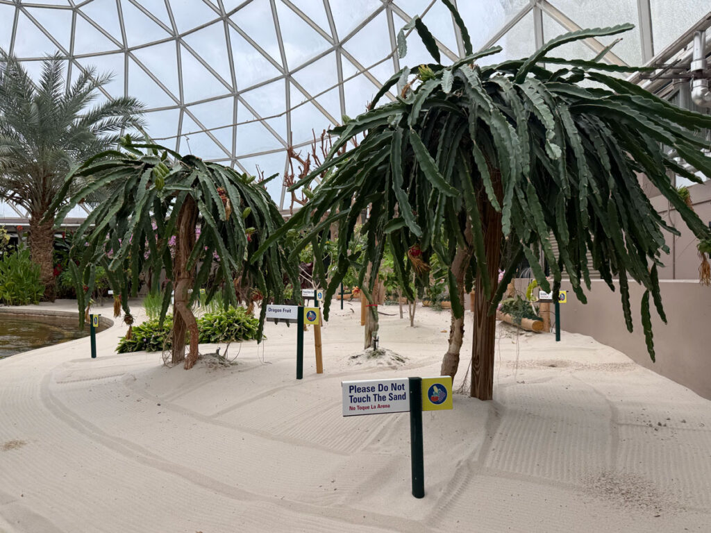 Desert-style plants in a sand garden