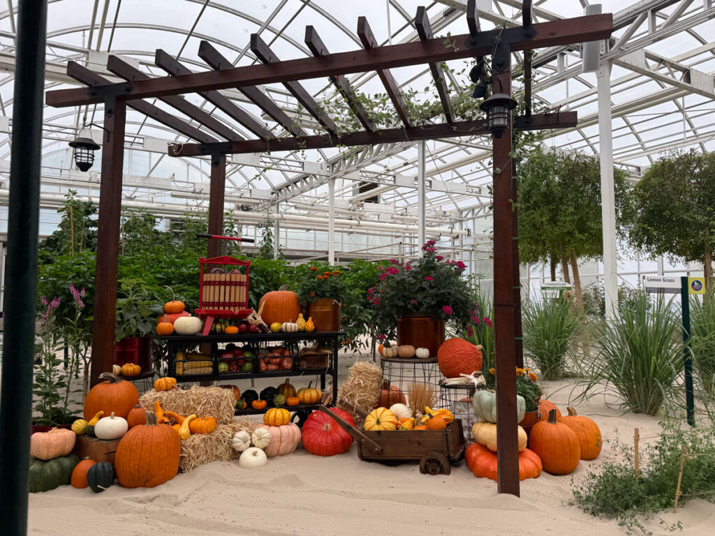 A harvest display of pumpkins,