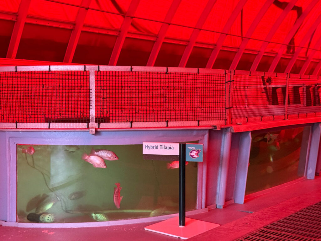 Hybrid tilapia in a viewing tank 