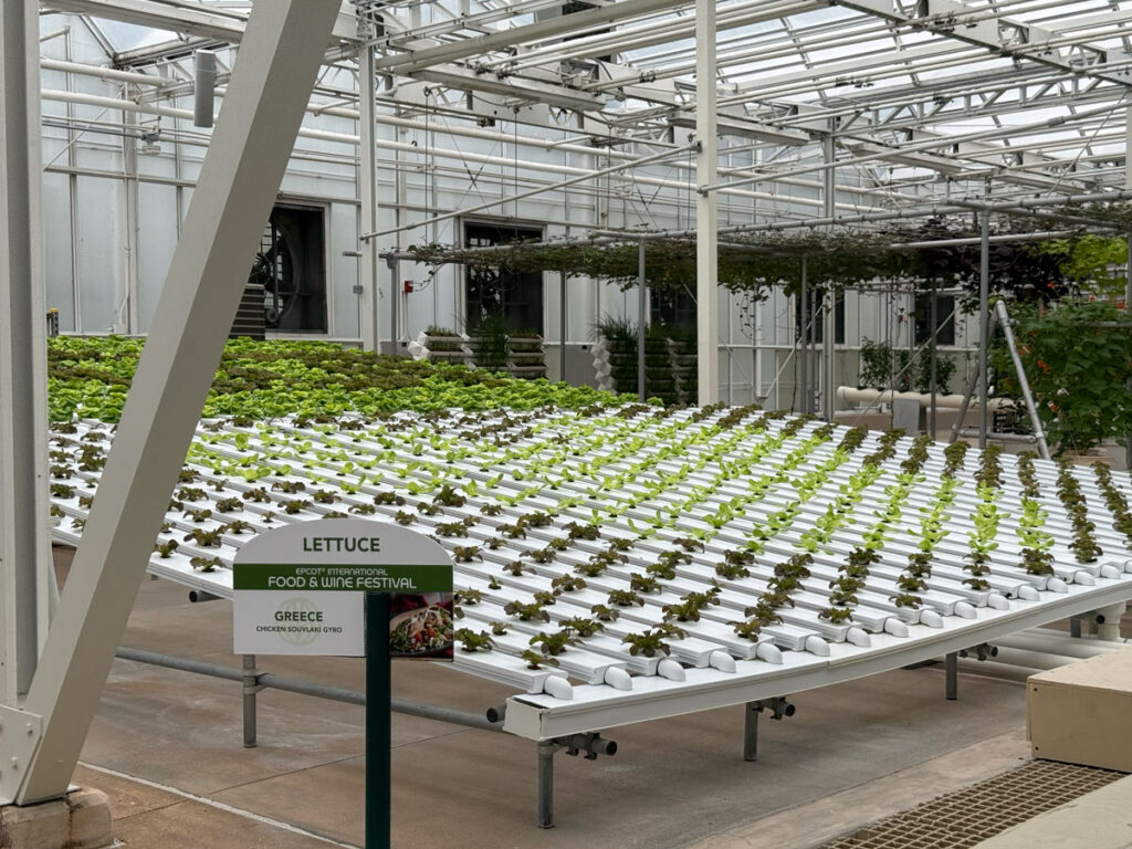 Lettuce growing in white hydroponic channels.