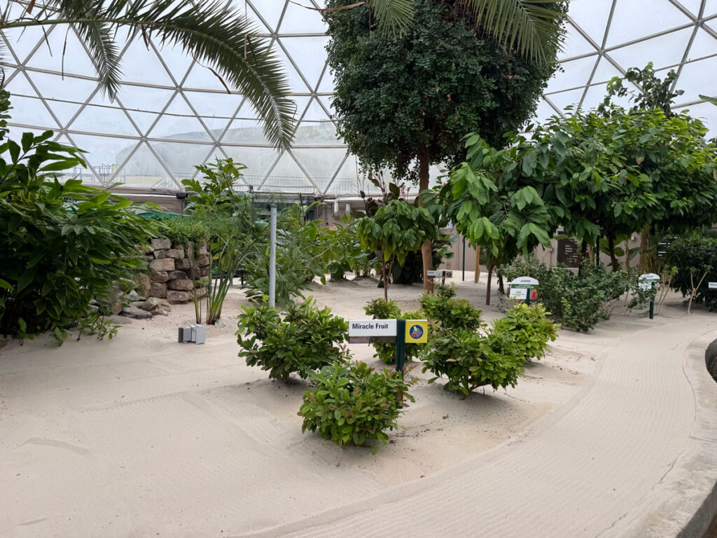 A sand path winding past shrubs marked Miracle Fruit