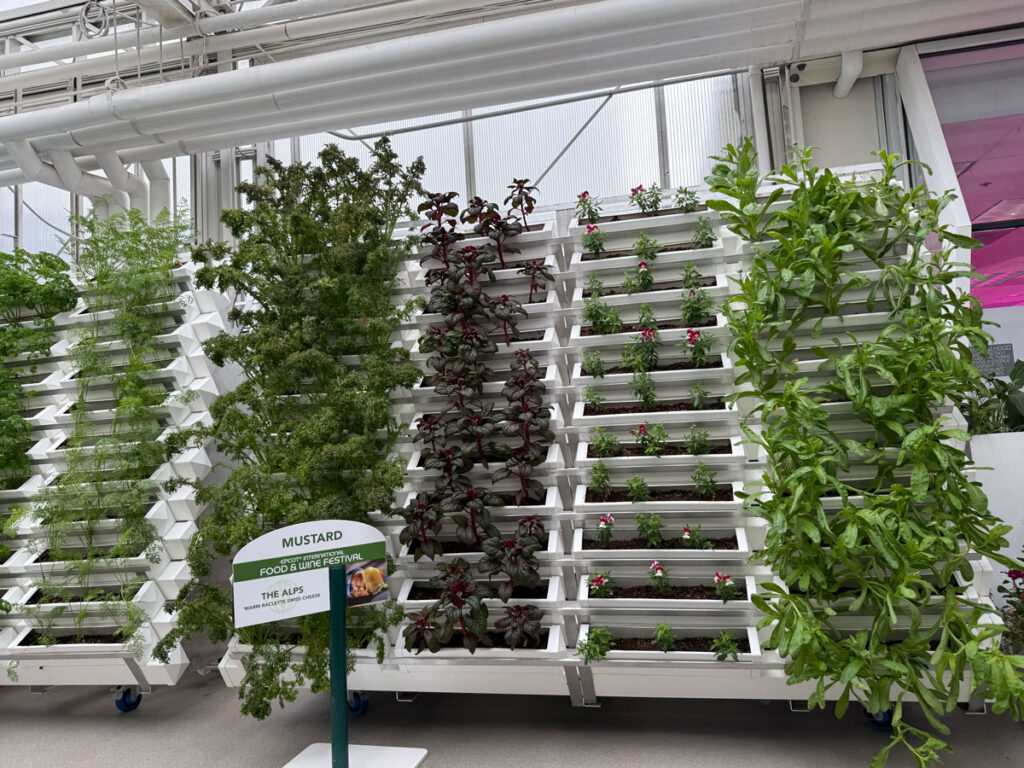 Mustard plants on vertical shelving.
